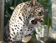 Leopardo Persa 6