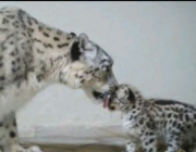 Leopardo - Reprodução 3