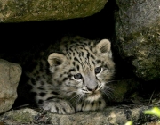 Leopardo - Reprodução 4