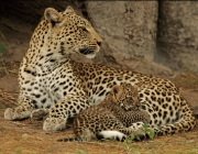 Leopardo - Reprodução 5