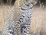 Leopardo 1