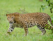 Leopardo 6