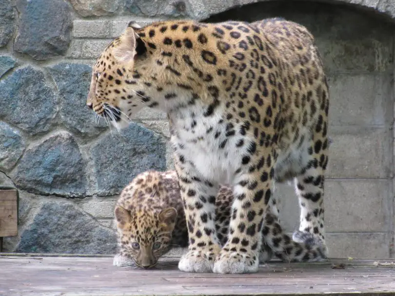 Leopardos-de-Amur 1