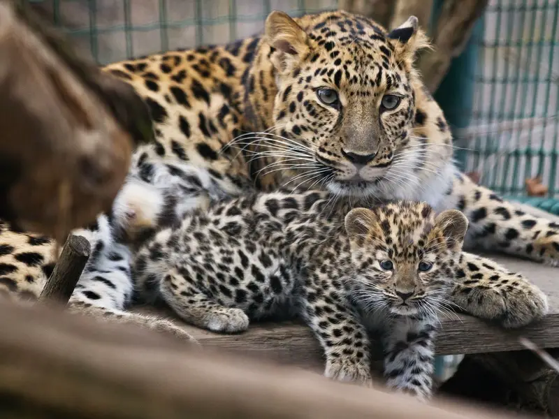 Leopardos-de-Amur 6