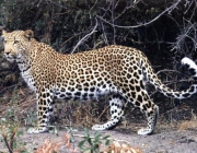 Leopardos-de-Amur 4