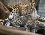 Leopardos-de-Amur 6