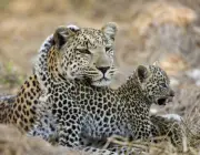 Leopardos Filhotes 1