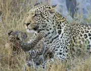 Leopardos Filhotes 4