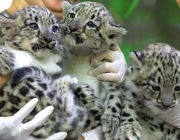 Leopardos Filhotes 6
