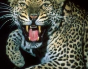 Leopardos-Indianos 1