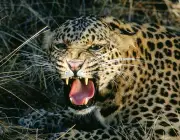 Leopardos-Indianos 2
