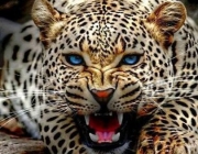 Leopardos-Indianos 3