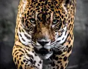 Leopardos-Indianos 4