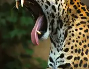 Leopardos-Indianos 5