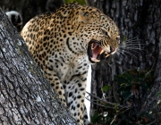 Leopardos-Indianos 6