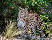 Leopardos na Floresta 1