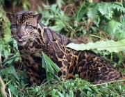 Leopardos na Floresta 2