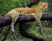 Leopardos na Floresta 3