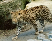 Leopardos na Floresta 6