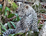 Leopardos na Rússia 1