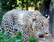 Leopardos na Rússia 6