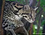 Leopardus Pardalis 2