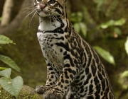 Leopardus Pardalis 3