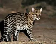 Leopardus Pardalis 4
