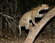 Leopardus Pardalis 5