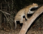 Leopardus Pardalis 5