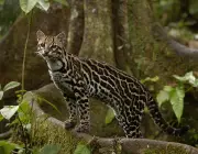Leopardus Pardalis 6