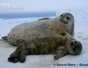 ARKive image GES058200 - Weddell seal