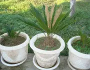 Leque de Jardim Plantadas em Vasos 5