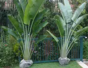 Leque de Jardim Plantadas em Vasos 6