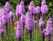 Liatris 1