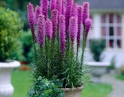 Liatris 2