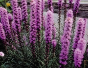 Liatris 3