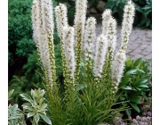 Liatris 4