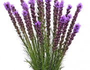 Liatris 5