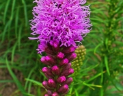 Liatris 6