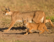 Linces-do-Deserto 5