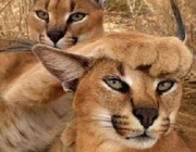 Linces-do-Deserto 6