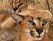 Linces-do-Deserto 6