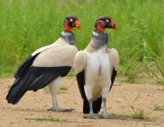 Lindas Imagens de um Urubu Rei 1