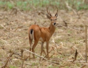 Lista de Animais em Extinção ou Ameaçados no Pantanal 5