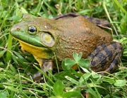 Lithobates Catesbeianus 1