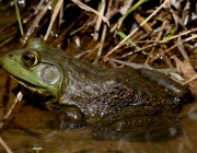 Lithobates Catesbeianus 2