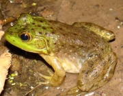 Lithobates Catesbeianus 3