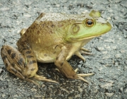 Lithobates Catesbeianus 4