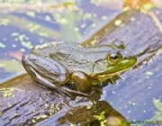 Lithobates Catesbeianus 6